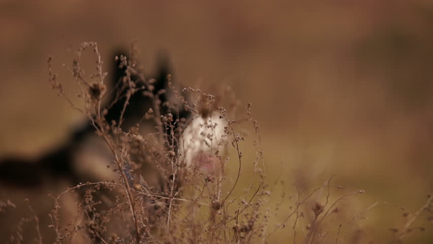Beauiful Siberian husky staring at something in Oleshky sands. Slow motion