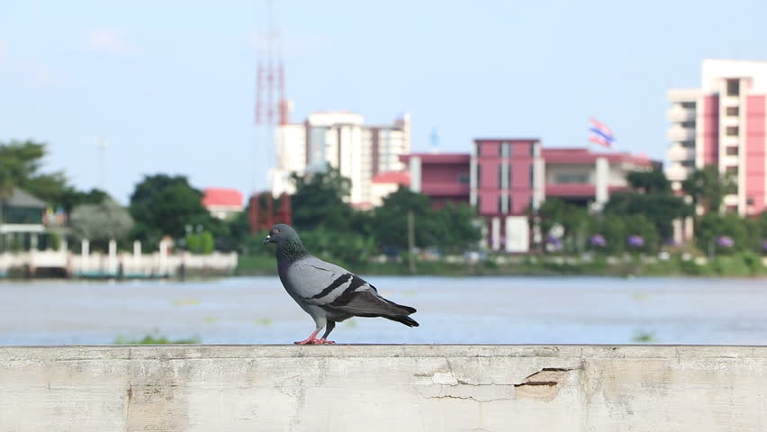 Pigeon at The River