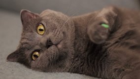 British  shorthair gray cat lying on the sofa