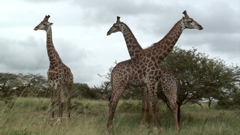 Two male giraffe fighting