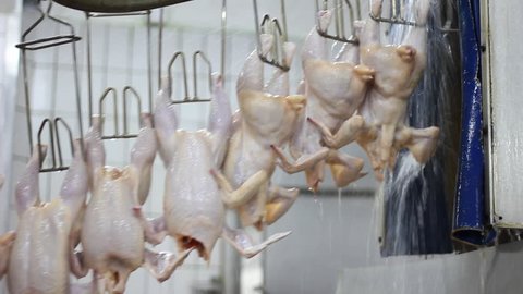 Food industry, chicken meat