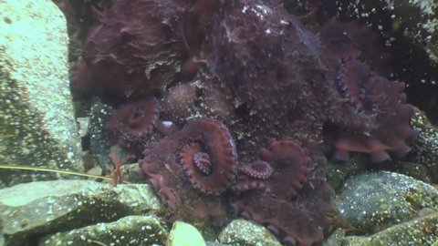 Big octopus in the stone seabed in search of food. Amazing underwater world and the inhabitants, fish, stars, octopuses and vegetation of the Sea of Japan.