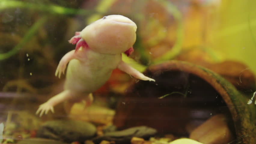 Axolotl Mexican Walking Fish Mexican Arkivvideomateriale 100 Royaltyfritt Shutterstock