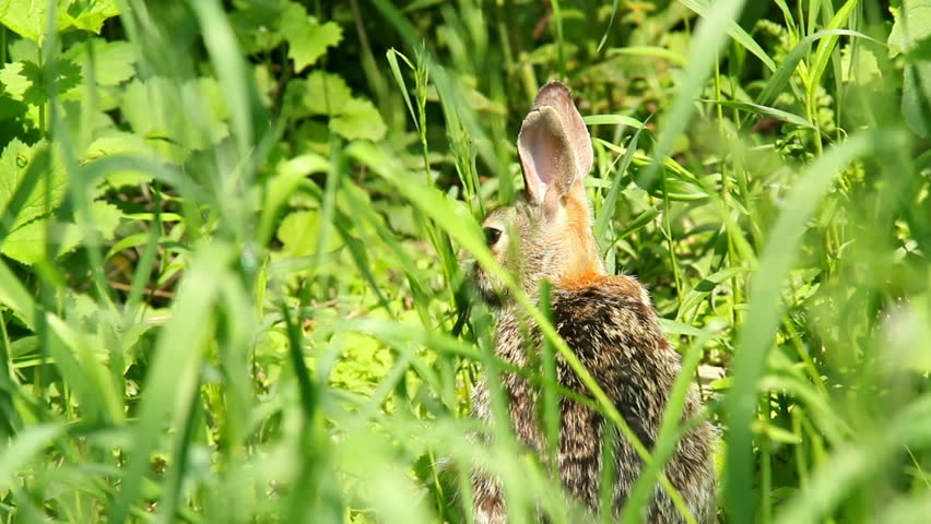 Quick shot of a rabbit hopping away into the grass.