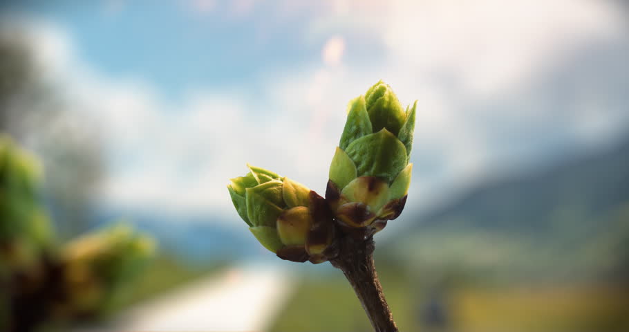 Time-lapse of a bud that unfolds in Spring.  Royalty-Free Stock Footage #16243069