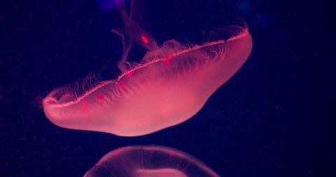 Color Changing Jellyfish underwater 4k