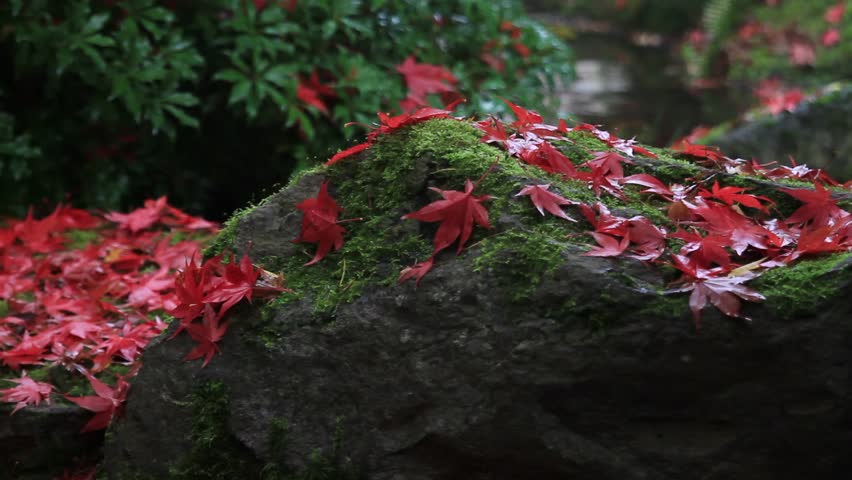 Japanese Garden Landscape with Wood Foot Bridge over Water Creek and Stream One Foggy Morning in Colorful Autumn