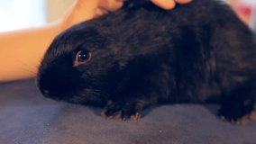 Video clip of the little black rabbit sitting and stroking a baby hand