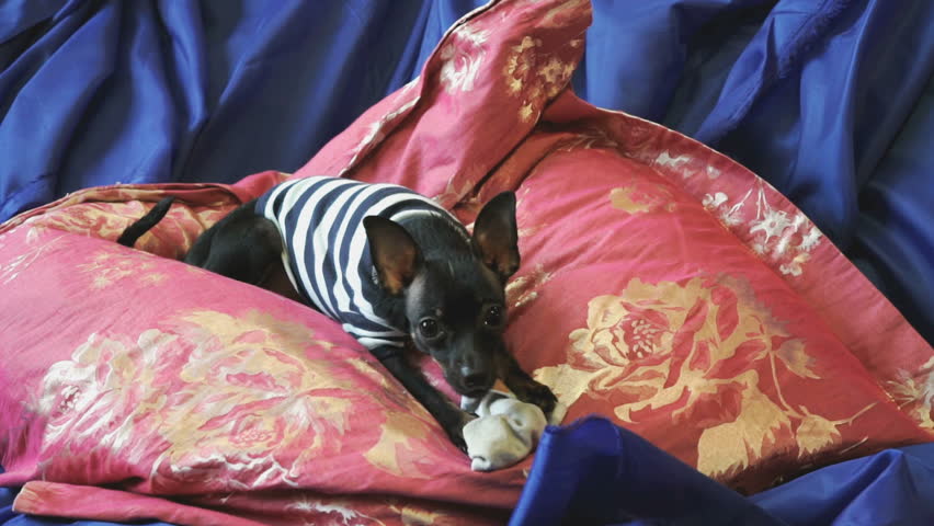 Dog toy-terrier barks and plays with a toy on sofa