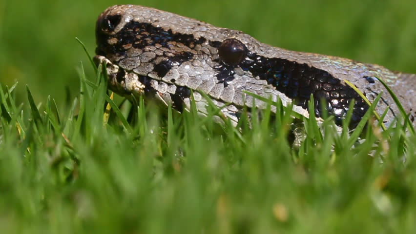 Ground level closeup of a boa snake hidden in the grass.