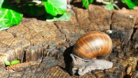 Snail on a stump in the woods. The movement of the snail on sawn wood. Video shot closeup. Video accelerated.