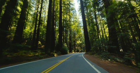 4K driving through a redwood forest in slow motion. Avenue of the Giants, Humboldt Redwoods State Park, Northern California. Sunlight shines through tall trees.