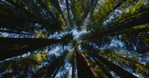 4K spinning underneath tall redwood trees. Humboldt Redwoods State Park in Northern California. Camera spins around 360 degrees while looking up in a forest.