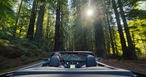 4K driving a convertible through a redwood forest in slow motion. Avenue of the Giants, Humboldt Redwoods State Park, Northern California. Caucasian male drives a sports car through tall trees.