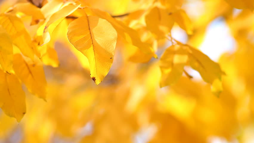 Autumn yellow leaves on wind