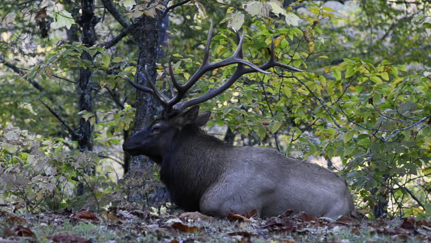 Elk Laying Down and Chewing near the Great Smoky Mountain National Park