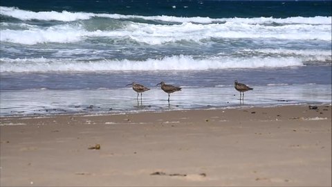 Whimbrels (Numenius phaeopus) run along the beach, as the waves break on the shore of the Pacific Coast of Monterey Bay, California.
