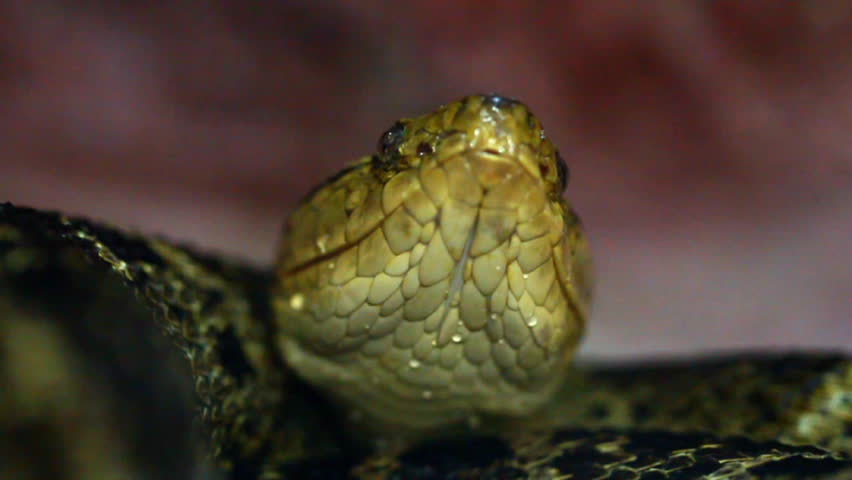 Bothrops asper -yellowbeard viper smelling with his tongue. Ground level shot.