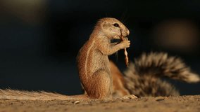 Small ground squirrel (Xerus inaurus) feeding, Kalahari desert, South Africa