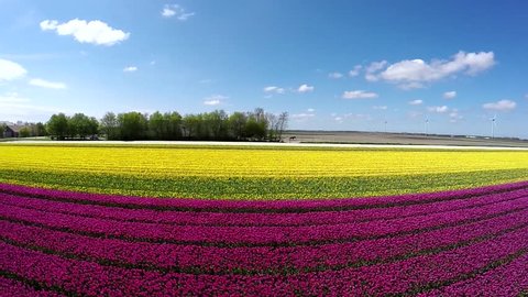 Aerial of beautiful colorful tulip field moving over pink purple and yellow part of field showing different layers of colors on farm field pretty flowers tulips tourist attraction Holland bird view 4k