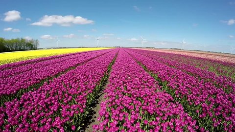 Aerial drone movingvery slowly over beautiful pink purple tulip field beautiful blue sky background amazing spring day flower landscape amazing flower fields garden great tourist attraction Holland 4k