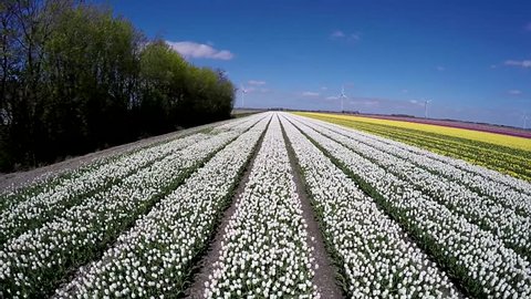 Aerial drone moving very slowly over beautiful white tulip field beautiful blue sky background amazing spring day flower landscape amazing flower fields garden great tourist attraction Netherlands 4k