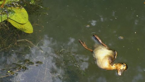 Close up of dead wild bird, young duck body floating in the water