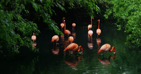 A group of pink flamingos play in the water and are in a fantastic location