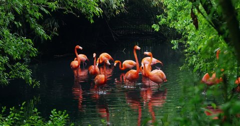 A group of pink flamingos play in the water and are in a fantastic location