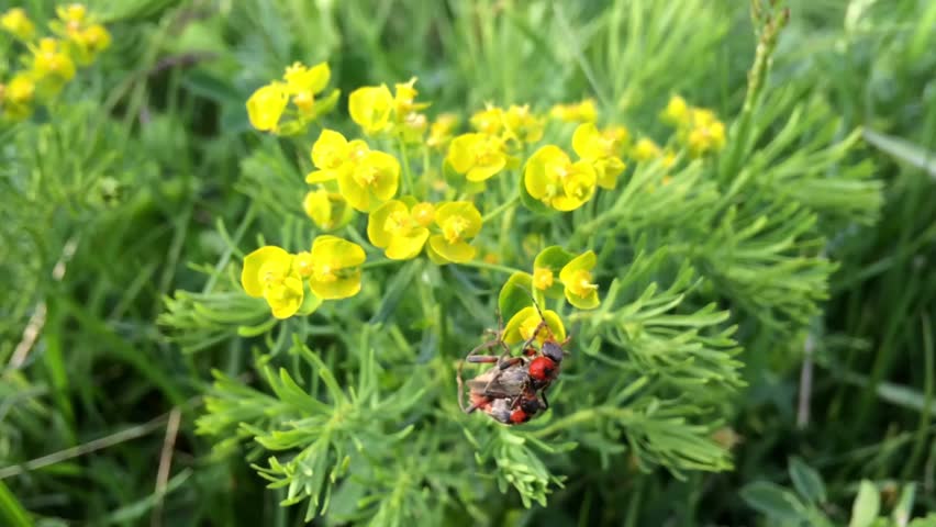 Pair of red beautiful scarlet lily bettles bugs mating colugating on green plant leafes, yellow summer flowers
