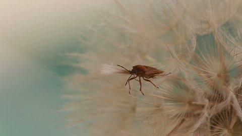 Close up footage of shield bug on a dandelion plant 