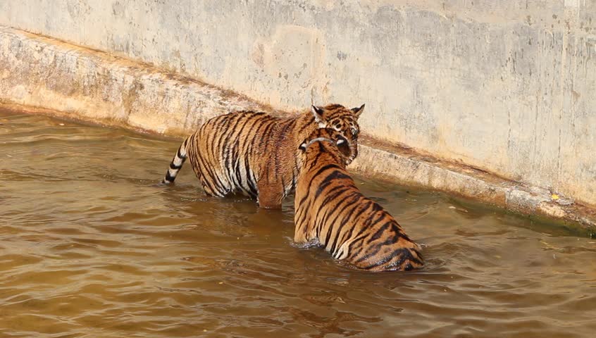 Two Bengal Tigers is playing in water
