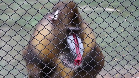 mandrill baboon monkey in cage 
