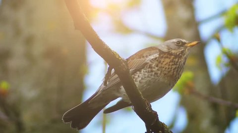 Fieldfare (Turdus pilaris) is member of thrush family Turdidae. It breeds in woodland and scrub in northern Europe and Asia. It is strongly migratory, moving south during winter.