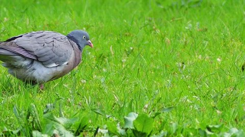 Common wood pigeon (Columba palumbus) is large species in dove and pigeon family. It belongs to Columba genus and belongs to family Columbidae. In southeast England - as culver.
