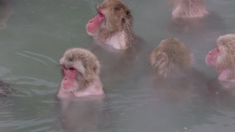 Japanese Macaque Onsen Monkeys in Hot Springs