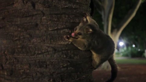 Two australian brushtail possums on palm tree close up sydney hyde park