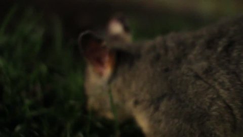Australian brushtail possum eating grass close up shallow depth of field