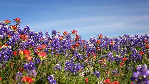 Field of Texas Spring Wildflowers - bluebonnets and indian paintbrush