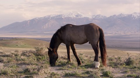 View of wild horse on the horizon with snow capped mountains in the distance.