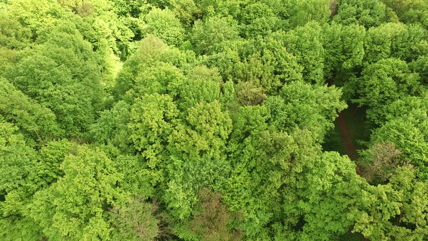 flying over green forest Stock Footage Video (100% Royalty-free ...