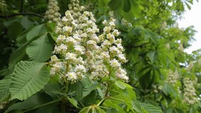 Chestnut tree with blossoming spring flowers. Blooming chestnut. - Stock Video