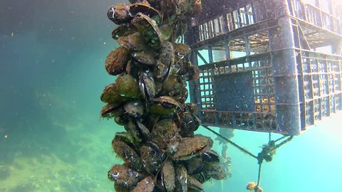 Underwater plantation for growing shells, mussels and oyster in the sea
