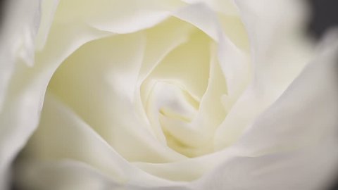 Slowly revolving white rose flower with black background
