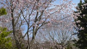 Dolly shooting: the spring of blue sky and cherry landscape _7
/ On May 3, 2016 shooting in Hokkaido, Japan /
Dolly shooting the cherry tree of strong winds of the day using the camera slider.
