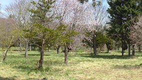 Dolly shooting: the spring of blue sky and cherry landscape _1
/ On May 3, 2016 shooting in Hokkaido, Japan /
Dolly shooting the cherry tree of strong winds of the day using the camera slider.