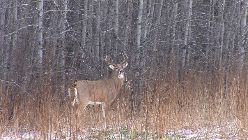 Whitetail Deer in Saskatchewan