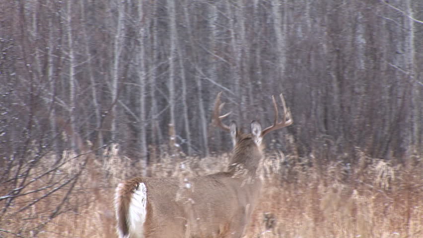 Whitetail Deer in Saskatchewan
