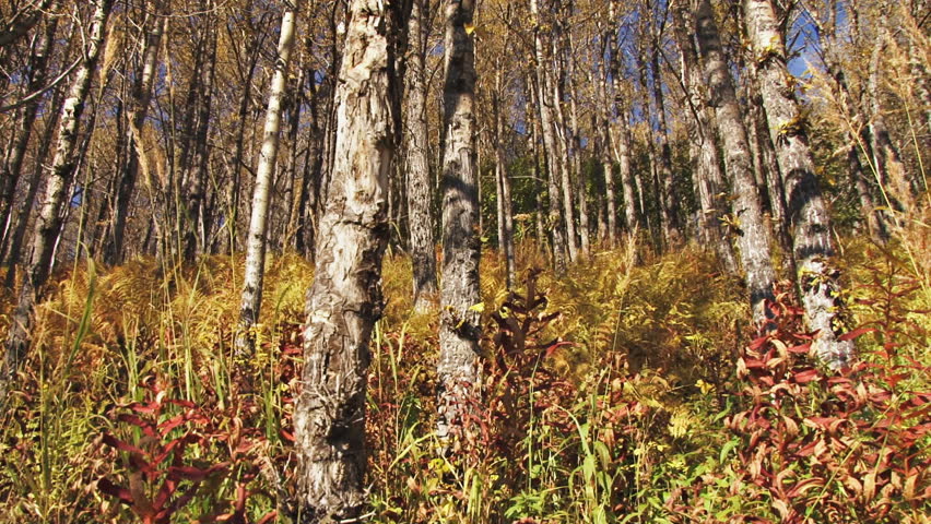 Seasonal change-autumn in the birch forest.  Grasses, ferns, and fireweed....