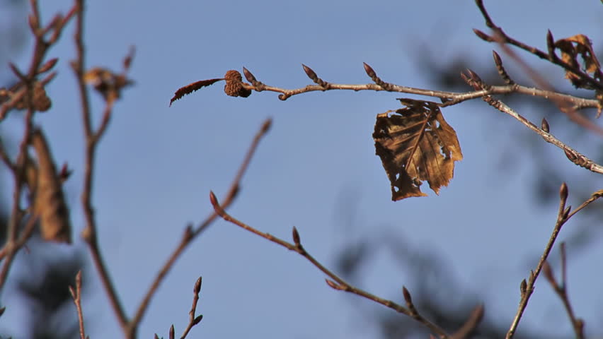 Last bit of autumn clings like this leaf on an alder twig before winter's cold